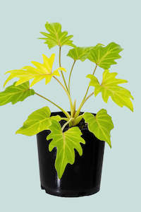 Medium Plants: ‘Gold Bullion’ Philodendron xanadu aurea - 2.5L / 17cm / Medium