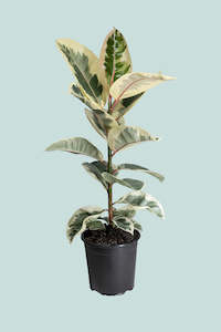 Tineke Rubber Tree - Ficus elastica - 2.5L / 17cm / Medium