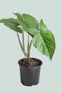 Medium Plants: Giant Syngonium - Syngonium macrophyllum - 2.5L / 17cm / Medium