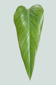 Anderson's Red - Philodendron erubescens - 2.5L / 17cm / Medium