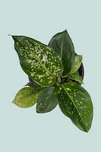 Wishes - Aglaonema - 1L / 14cm / Small