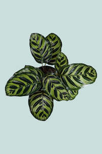 Calathea makoyana  - 1L / 14cm / Small