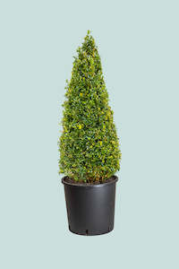 Buxus Cone -  10L / 25cm / XL