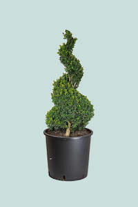 Buxus Corkscrew -  10L / 25cm / XL