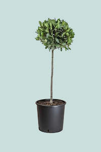 Bay Tree Standard -  10L / 25cm / XL