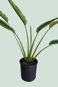 Traveller's Palm - Ravenala madagascariensis - 10L / 25cm / XL