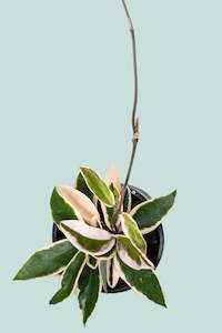 Krimson Queen - Hoya carnosa  - 1.3L / 14cm / Small