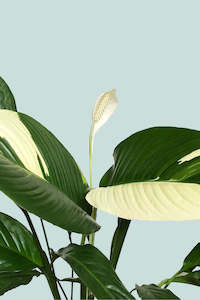 Aroids: Peace Lily 'Picasso' - Spathiphyllum walisii - 1.3L / 14cm / Small