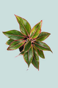 Aglaonema 'Red Gold' - Small 14cm / 1.3L