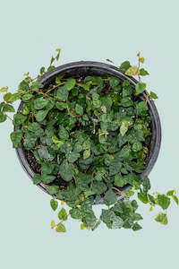 Miniature Creeping Fig - Ficus pumila minima - 1.3L / 14cm / Small