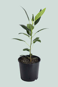 Ficus obliqua - 2.5L / 17cm / Medium