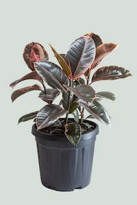 Ficus: Ruby Ficus elastica - triple planted - 10L / 25cm / Large