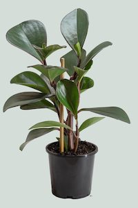 Peperomia obtusifolia - Baby Rubber Plant - 1L/14cm Small