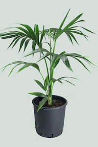 Kentia Palm - Howea forsteriana - 10L / 25cm / Large