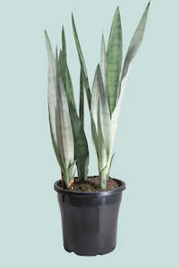 Moonshine Mother in Laws Tongue - Dracaena trifasciata (Sansevieria) - 10L / 25cm / Large