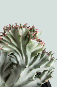 Crested Coral Cactus - Euphorbia lactea 'cristata' - 1L / 14cm / Small