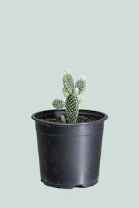 Bunny Ears Cactus - Opuntia microdasys - 1L / 14cm / Small