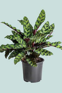 Calathea insignis 'Rattlesnake' - 1L / 14cm / Small