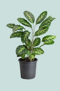 Calathea misto  - 1.3L / 14cm / Small