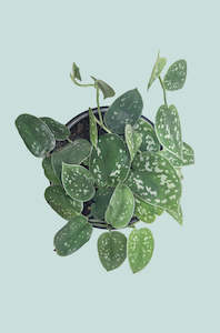 Satin Pothos - Scindapsus pictus - 1L / 14cm / Small