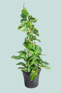 Gold Pothos - Epipremnum aureum - 10L / 25cm / Large