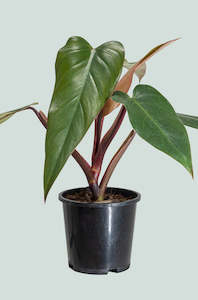 Anderson's Red - Philodendron erubescens - 1.3L / 14cm / Small