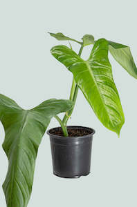 Amazon Arrow - Philodendron hastatum - 1.3L / 14cm / Small