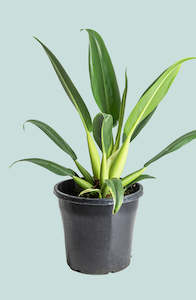 Fat Boy - Philodendron martianum  - 10L / 25cm / Large