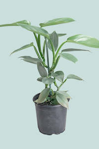 Silver Sword - Philodendron hastatum - 2.5L / 17cm / Medium