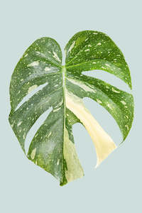 Variegated Monstera deliciosa 'Thai Constellation' - 1.3L / 14cm / Small