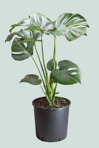 Monstera deliciosa - Fruit Salad Plant  - 10L / 25cm / Large