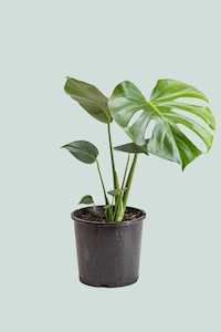 Monstera deliciosa - Fruit Salad Plant  - 2.5L / 17cm / Medium