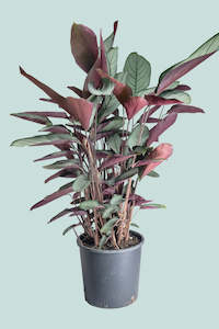 Marantaceae: Ctenanthe setosa - Grey Star  - 10L / 25cm / Large