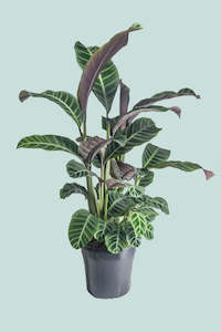 Calathea zebrina  - 10L / 25cm / Large