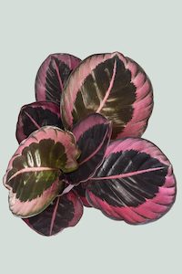 Calathea 'Red Mojo' - 1L / 14cm / Small