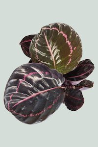 Calathea 'Dottie' - 1L / 14cm / Small