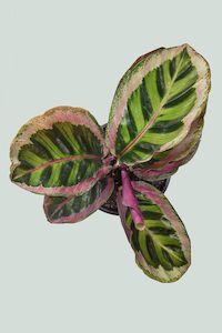 Calathea 'Angela' - 1L / 14cm / Small