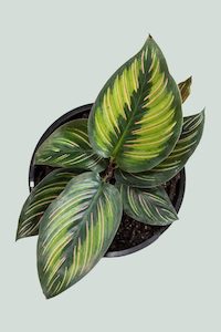 Calathea 'Beautiful Star' - 1L / 14cm / Small