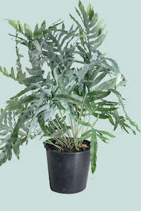 Blue Star Fern - Phlebodium aureum - 10L / 25cm / Large