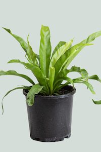 Bird's Nest Fern - Asplenium antiquum - 1L / 14cm / Small