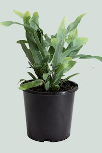 Blue Star Fern - Phlebodium aureum - 1L / 14cm / Small