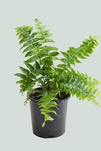 Broad Sword Fern - Nephrolepis biserrata - 1L / 14cm / Small