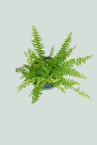 Boston Fern - Type 1 Full Subleaflets - Nephrolepis exaltata - 2L / 17cm / Medium