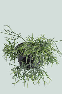 Hairy Wickerware Cactus - Rhipsalis pilocarpa- 2L / 17cm / Medium