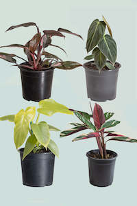 Mr Fancy Plants Bundle - Free North Island Shipping