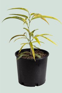 Amstel Gold - Ficus maclellandii - 2.5L / 17cm / Medium