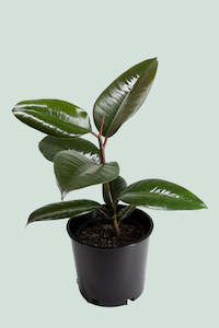 Indoor Trees: Robusta Rubber Tree - Ficus elastica - 2.5L / 17cm / Medium