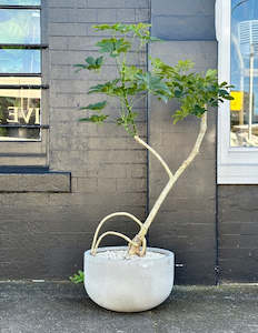 'The Squid' stylised Schefflera arboricola in 40cm Grey Stone Bowl