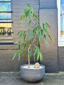 Ficus Alii Stylised S Bend with Basalt in 40cm Charcoal Stone Bowl