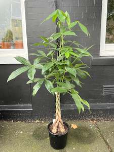 Bespoke Botanicals: Braided Pachira Money Tree in 20cm Nursery Pot